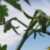 Profile picture of LTR 🌱 ➡️ 🌳