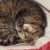 Profile picture of Kittyfun