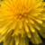 Profile picture of Shelly D