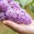 Profile picture of Lilac J
