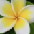 Profile picture of Melia