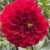 Profile picture of Tenderness