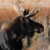 Profile picture of BumbleMoose