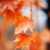 Profile picture of FallenLeaves